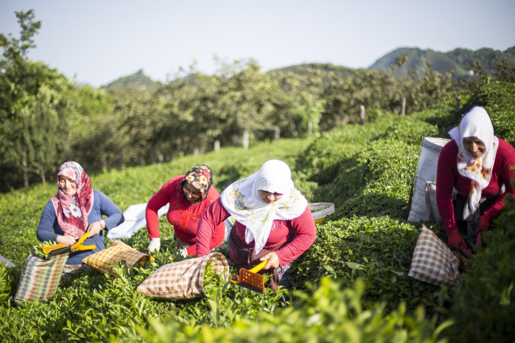 FABRİKA ÖNCESİ ÇAY