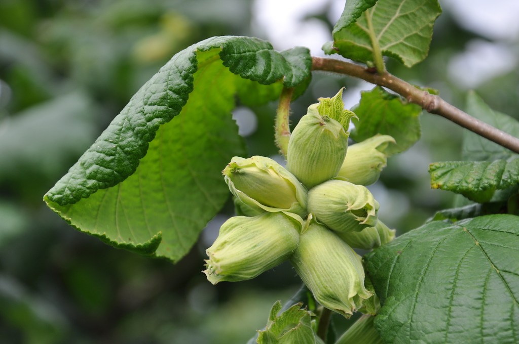 FINDIK RAPORLARI NE DİYOR?