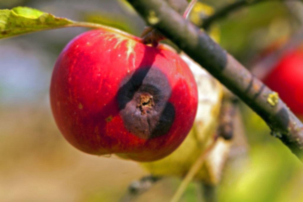 MEYVEYİ NİYE TAŞLIYORUZ&nbsp;Kİ?